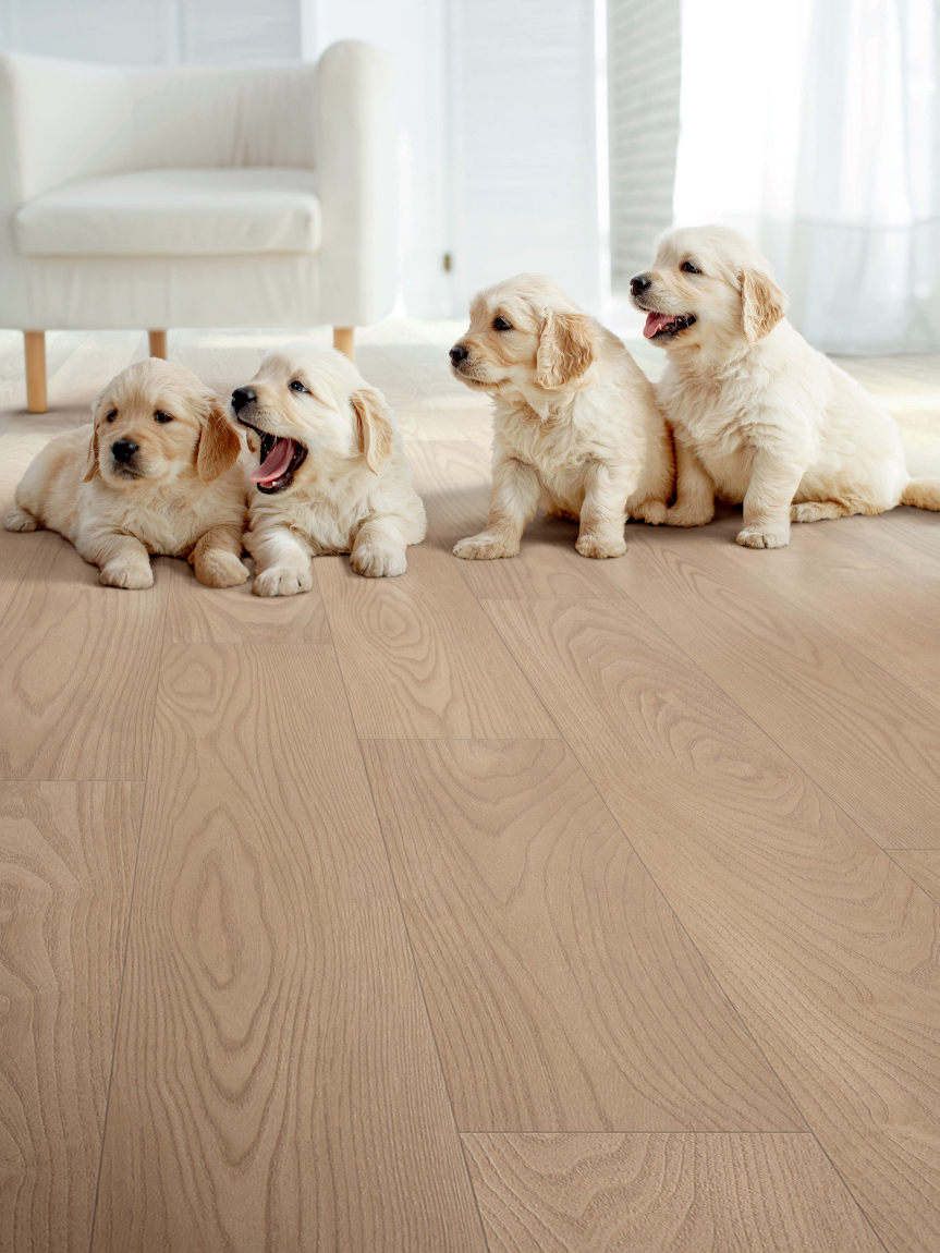 Four golden retriever puppies on hardwood floor